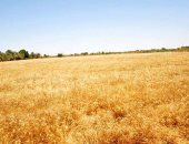 خبز الأفارقة فى خطر بسبب الحروب.. الفاو: الأزمة كشفت اعتماد القارة السمراء على روسيا وأوكرانيا فى الحبوب وأثرت على الاقتصاد.. والتغيرات المناخية والإرهاب تهديد للأمن الغذائى.. والحل فى تطوير الإنتاج المحلى