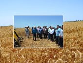 "الذهب الأصفر" يتوافد على شون وصوامع المحافظات.. حصاد 2655 فدان قمح وتوريد 8 أطنان لصوامع القليوبية.. والأقصر تورد 11 طنا و1023 طن بكفر الشيخ.. واستقبال 8 آلاف طن بالمنيا.. وتوجيهات بتبسيط إجراءات التوريد