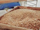 توريد 326 طن قمح للشون والصوامع الحكومية فى بورسعيد