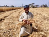 الشون والصوامع تواصل استقبال الذهب الأصفر فى محافظات مصر.. توريد 882 طنا بالأقصر.. محافظ أسوان: توريد 32 ألفا و332 طنا من القمح.. ومحافظ المنيا: وصول 18844 طنا و349 كيلو قمح للشون والصوامع