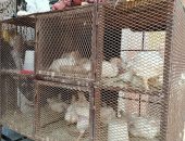 الفراخ بـ43 جنيها والبط بـ60.. جولة للتعرف على الأسعار من أسواق المنوفية.. فيديو