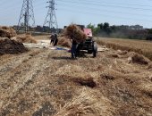 شاهد.. فرحة أهالي الريف بحصاد محصول القمح فى العيد بالشرقية.. لايف