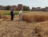 رئيس مدينة الشهداء يتابع حصاد وتوريد القمح بالقرى وتسليم 12 أردب للفدان