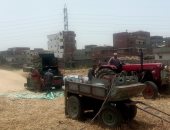 العيد عيدين.. فرحة كبيرة بعد حصاد محصول القمح رغم الأجواء الحارة بالشرقية.. فيديو