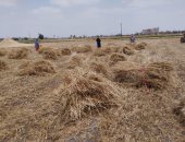 ضُم الغلة يا سيد الجدعان.. سواعد الرجال تجمع الخير بموسم حصاد قمح الشرقية.. لايف