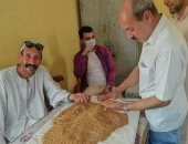 معدات الزراعة الآلية تواصل حصاد القمح فى توشكى