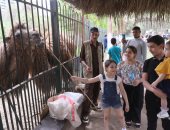 المجازر تستقبل 19 ألف رأس من أضاحي المواطنين و100 ألف زائر لحديقة الحيوان