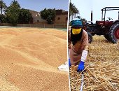 الذهب الأصفر يتدفق على شون وصوامع المحافظات.. محافظ الشرقية: صرف 50 جنيهًا كحافز توريد و15 جنيهًا حافز نقل.. فتح 44 موقعًا بالمنيا.. ومحافظ أسيوط: متوسط الإنتاجية 18 إردبًا ونتوقع استلام 403 آلاف طن.. صور