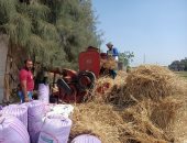 عيد عند العيلة دى علشان بتدرس القمح..صاحيين يومين فى حصاد الذهب الأصفر (فيديو)