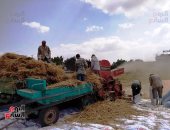 رحلة حصاد ووصول الذهب الأصفر لشون وصوامع محافظات مصر خلال إجازة العيد