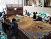 مواكب الذهب الأصفر لشون وصوامع القمح.. توريد 1436 طنا بالأقصر و323.760 طن بالإسكندرية.. وحصاد 63100 فدان وتوريد 111 طن قمح بالوادى الجديد و37849 طنا بالمنيا.. و100 طن قمح ببورسعيد.. صور