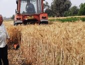 توريد 96 ألف طن و309 كيلوجرامات من القمح لصوامع وشون الشرقية