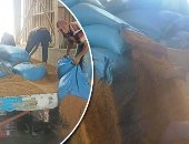 "يا أبو السنابل يا ذهب عندنا قمح فى الشون" صوامع مصر تستقبل محصول القمح يوميا.. المنيا تورد 48 ألف طن قمح.. وتوريد 1436.202 طن بالأقصر.. وصوامع الشرقية تستقبل أكثر من 70 ألف طن.. و5660 طنا بأسيوط