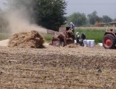 حصاد محصول القمح بحقول المنيا.. والمحافظ: توريد 59 ألف طن للصوامع.. فيديو