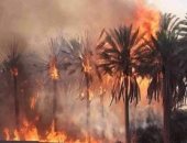 اندلاع حريق هائل فى مزارع لأشجار النخيل والمانجو بإدفو شمال أسوان.. صور
