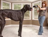 موسوعة جينيس تمنح "الكلب زيوس" لقب أطول كلب فى العالم