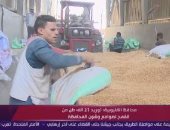 "اليوم" يتابع موسم توريد محصول القمح بمحافظة القليوبية