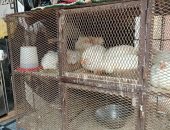 انخفاض أسعار الدواجن.. الفراخ بـ39 جنيها والبط بـ60 فى أسواق المنوفية.. فيديو