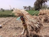 صباح الرزق الحلال.. فرحة دريس القمح فى حقول بنى سويف (فيديو وصور)