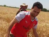 حصاد القمح الإسكندرانى جمال تانى.. الذهب الأصفر يتلألأ فى عروس البحر.. لايف