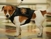 الرئيس الأوكرانى يمنح وسام الشرف لكلب.. صور