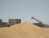 مباشر.. جبال من القمح فى قنا ومشهد يبشر باستقبال الصوامع أكبر كمية هذا العام