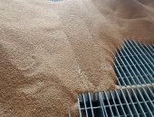 القمح جاى أطنان للصوامع.. فرحة غير عادية فى لحظة التوريد بالمنوفية "لايف"