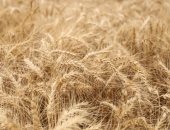 انخفاض محصول القمح في إيطاليا بنسبة 30% بسبب الجفاف