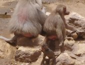 دلوعة بابا وماما.. شاهد ماذا يفعل  "زيكو" أصغر مولود بجبلاية القرود بحديقة الحيوان