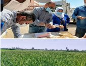 الذهب الأصفر.. الإسكندرية تشهد أطول موسم لتوريد القمح يستمر حتى أغسطس.. "التموين": من المتوقع زيادة نسب التوريد.. ولدينا صوامع للغلال بسعة تخزينية بلغت 183.5 طن.. وزراعة 72.6 ألف فدان.. و7 مراكز لاستلام التوريد