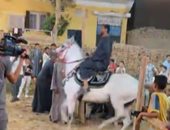  رقص الخيول العربية سيدهشك.. حفلات الزفاف فى الأقصر حاجة تانية خالص