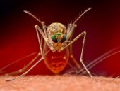 كينيا تكتشف نوعا جديدا من البعوض بالتزامن مع التوسع في حملة نشر لقاحات الملاريا