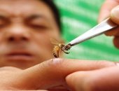 ما تتعالجش بيه.. لسعة النحل قد تسبب الحساسية الشديدة وتؤدى إلى الوفاة  