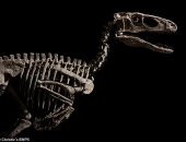 بيع هيكل ديناصور داينونيكوس عمره 110 ملايين عام بـ12.4 مليون دولار.. صور
