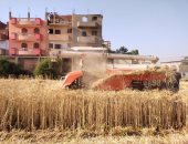 "أنا أرضى مزارع ذهبية".. شاهد موسم الخير فى حصاد القمح بأسرع آلة للضم والدراس