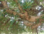 حكاية شجرة جميز عمرها 100 سنة فى قنا.. وحقيقة علاجها للأمراض الجلدية.. بث مباشر