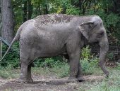 معركة قانونية لتحرير أنثى فيل "مسجونة" دون سند قانونى في حديقة حيوان أمريكية