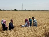 محافظة الإسكندرية: حصاد 25 ألف فدان قمح منذ بداية الموسم
