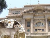 كيف يسهم مشروع البتلو فى توفير اللحوم الحمراء؟.. رأس ماله 6 مليارات و500 مليون جنيه.. وأكثر من 435 ألف رأس من الماشية للتسمين.. و39 ألف مستفيد ضمن  حياة كريمة.. الزراعة: مسموح بالتمويل حتى 50 رأسا