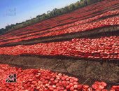 الذهب الأحمر.. شاهد ختام موسم تجفيف الطماطم بالأقصر للتصدير للخارج (فيديو)