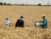 التموين: حوافز إضافية للمزارعين الملتزمين بتوريد حصة القمح