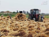 محافظات مصر تشهد توريد آلاف الأطنان من القمح للشون والصوامع