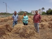 الزراعة تكثف جهودها لمتابعة حصاد القمح وتسهيل توريد المحصول بالمحافظات