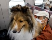 اليابان تُخصص أول رحلة للكلاب على قطار سريع إلى مدينة كارويزاوا السياحية