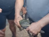 لحظة العثور على تمساح المنوفية بترعة كفر المصيلحة.. فيديو