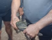 "بيطرى المنوفية": نقل التمساح لحديقة الحيوان عقب الانتهاء من الإجراءات القانونية
