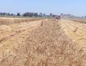 بث مباشر.. حصاد ودريس وتعبئة القمح آليًا بمزارع البحوث الزراعية بكفر الشيخ