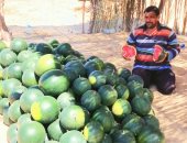 البطيخ السيناوى طبيعى ومسكر من إنتاج مزارع شرق العريش بدون كيماويات.. فيديو
