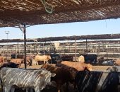 جولة داخل أكبر مزرعة للإنتاج الحيوانى بالصعيد.. تحتوى على 10 آلاف رأس ماشية تسمين