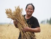 الذهب الصينى يزين الحقول.. موسم حصاد القمح فى بكين